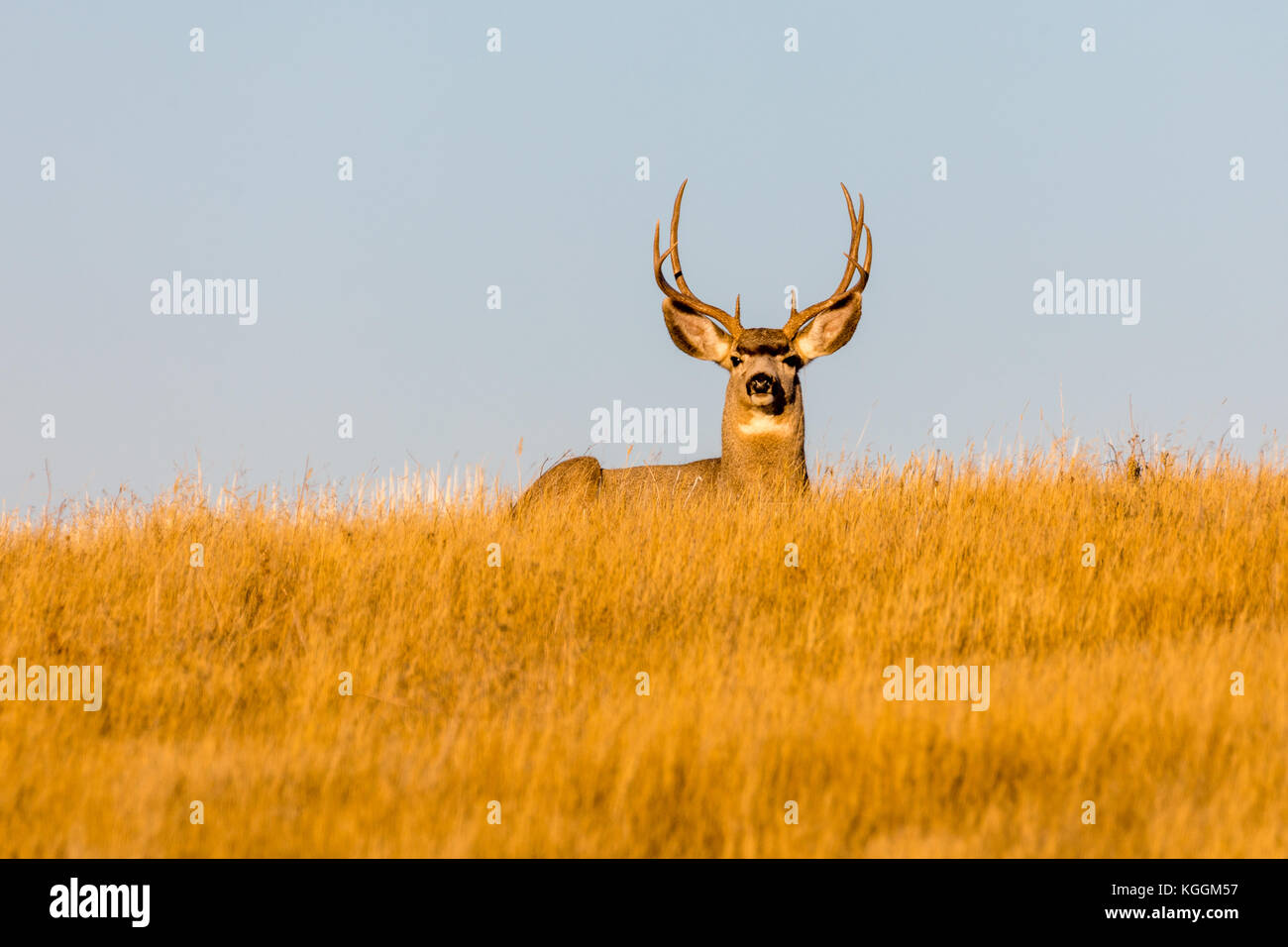 Mule deer (Odocoileus hemionus), Wall, South Dakota, USA Stock Photo