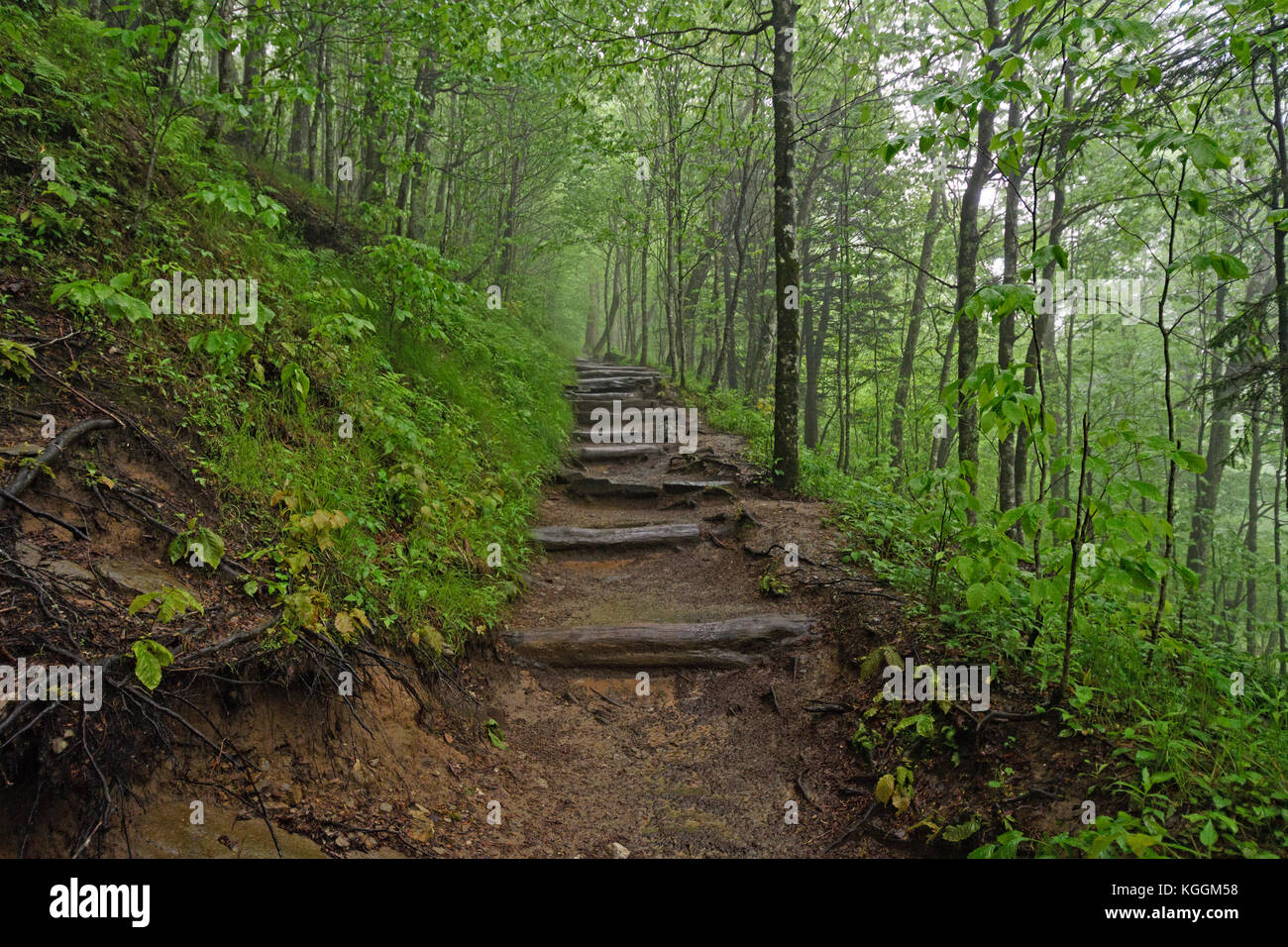 Foggy Appalachian trail in Great Smoky Mountains National Park in North