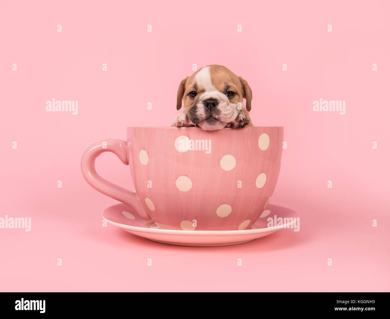 English bulldog puppy facing the camera hanging over the edge of a pink and white dotted cup and saucer on a pink background Stock Photo