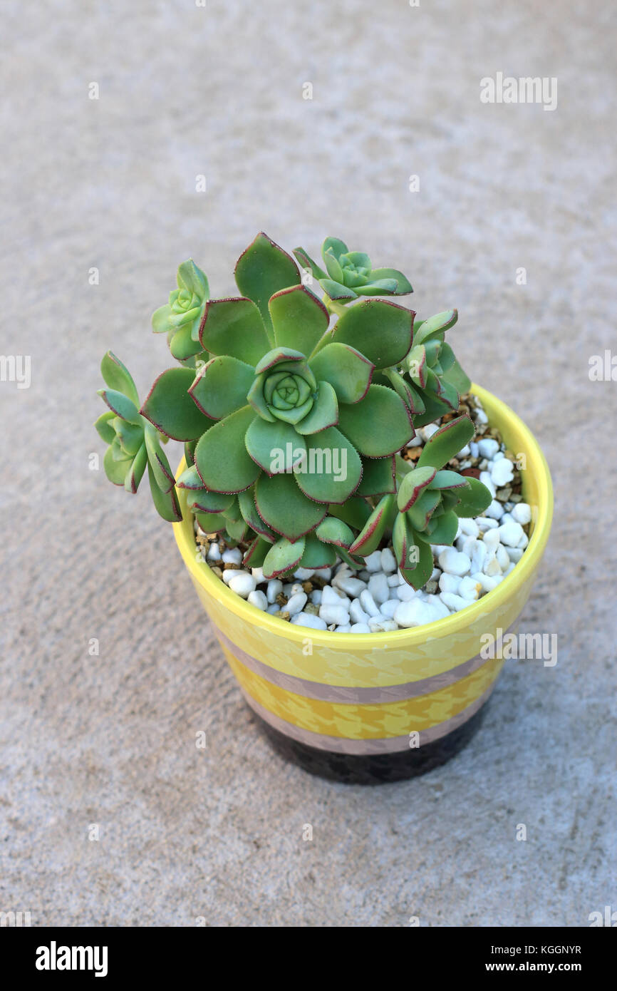 Close up of potted Aeonium castello paivae Stock Photo