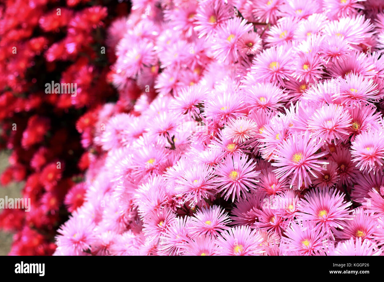 Pink and red Pig face flowers or Mesembryanthemum, ice plant flowers, Livingstone Daisies in full bloom Stock Photo