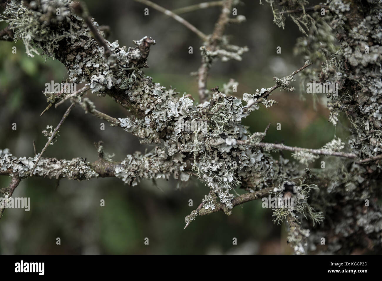 Close up of Foliose and Usnea Lichen, on tree twing/ branch Stock Photo
