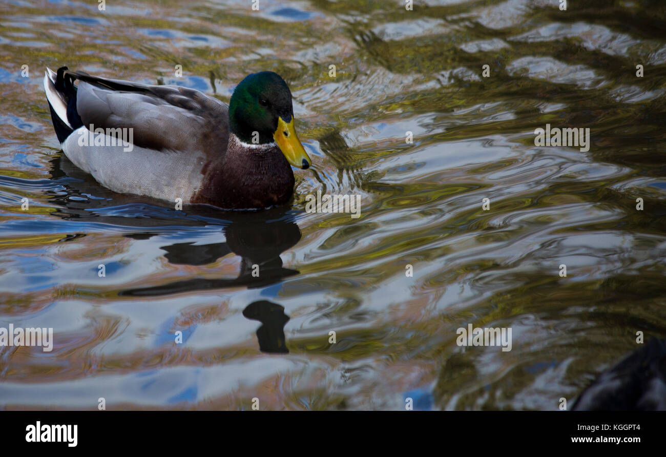 mallard duck on water Stock Photo - Alamy