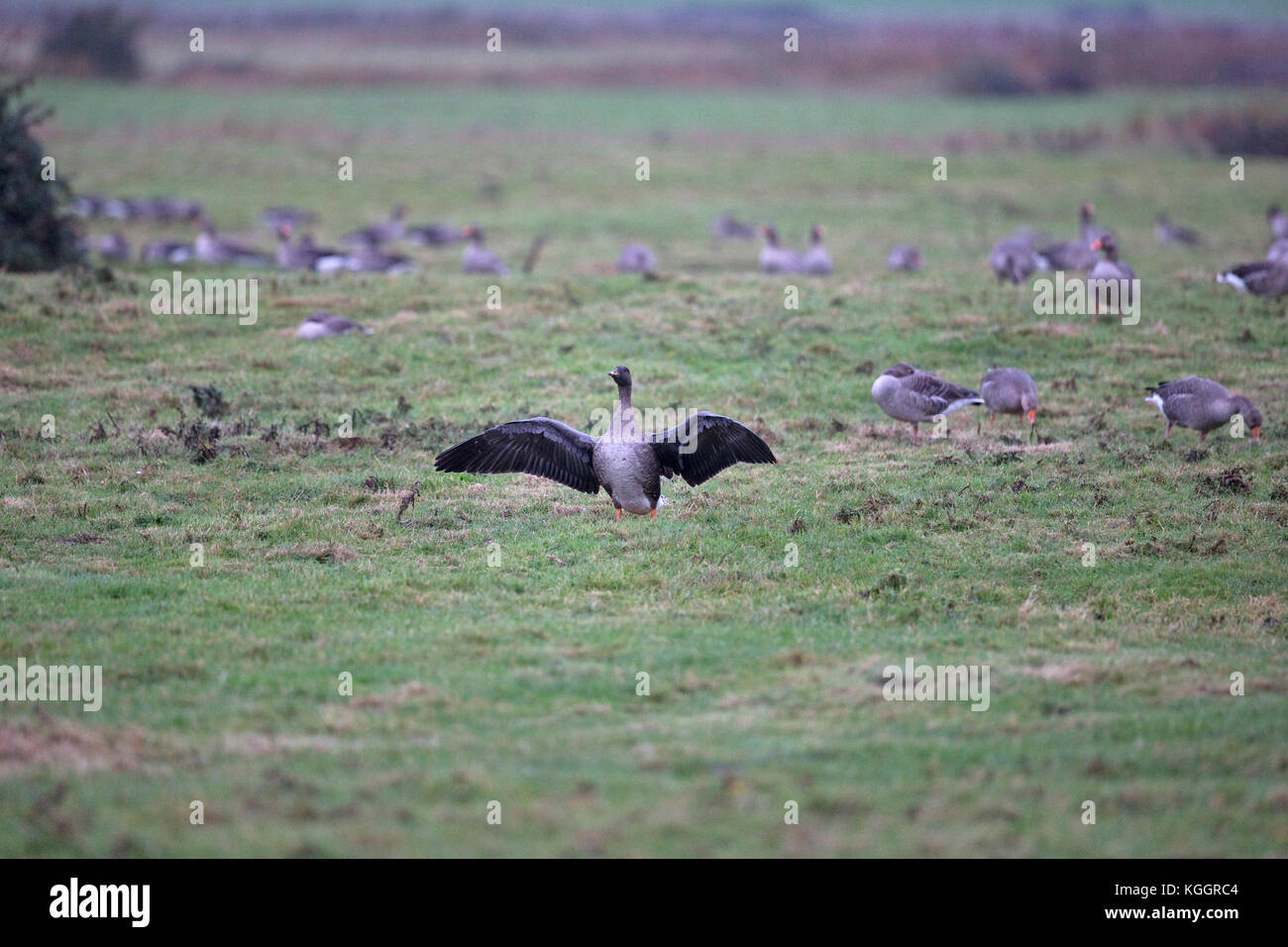 Bean geese uk hires stock photography and images Alamy
