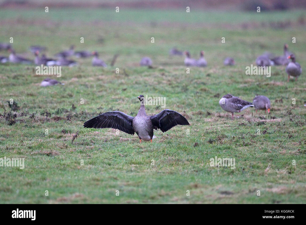 Taiga Bean Goose (Anser fabalis fabalis) Norfolk UK November 2017 Stock