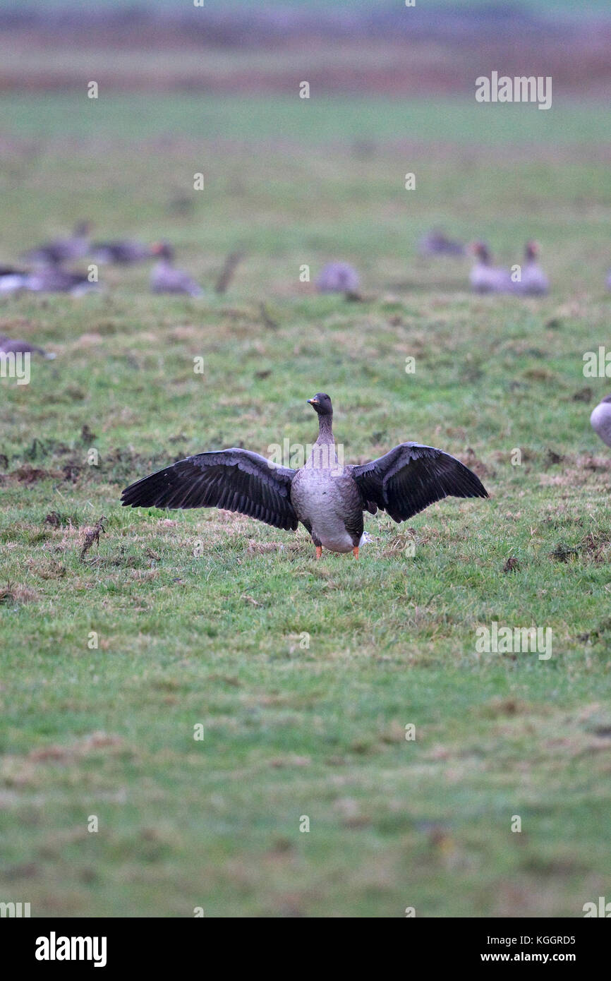 Taiga Bean Goose (Anser fabalis fabalis) Norfolk UK November 2017 Stock