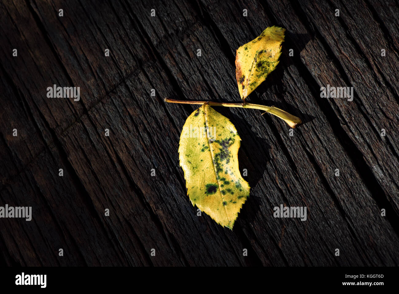 Wallpaper vintage leaves hi-res stock photography and images - Alamy