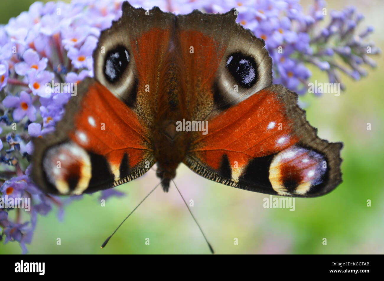 Peacock Butterfly on flower Stock Photo - Alamy