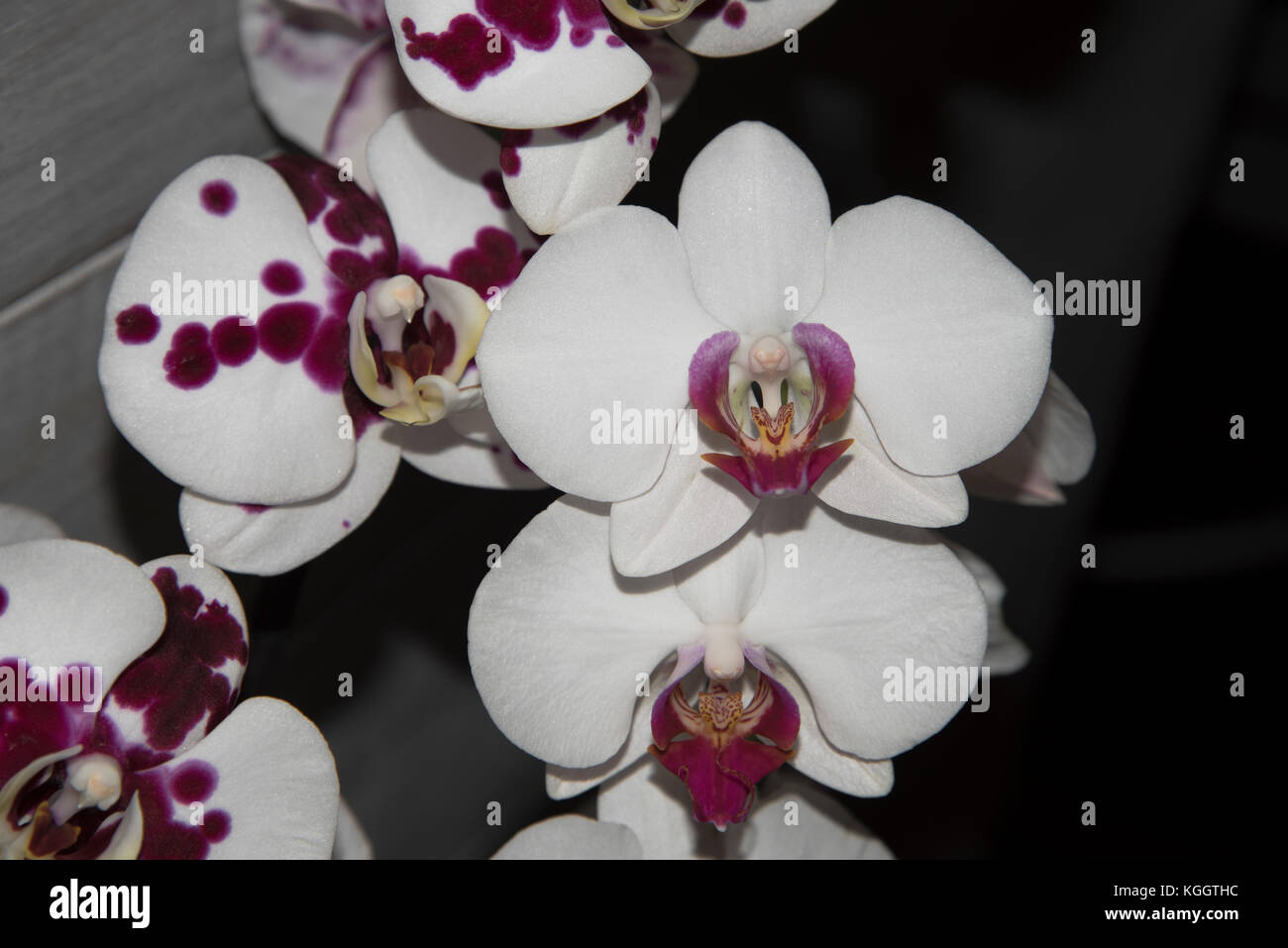 White and purple Orchids, contrasting with dark background. Exotic, elegant and delicate flowers. Stock Photo