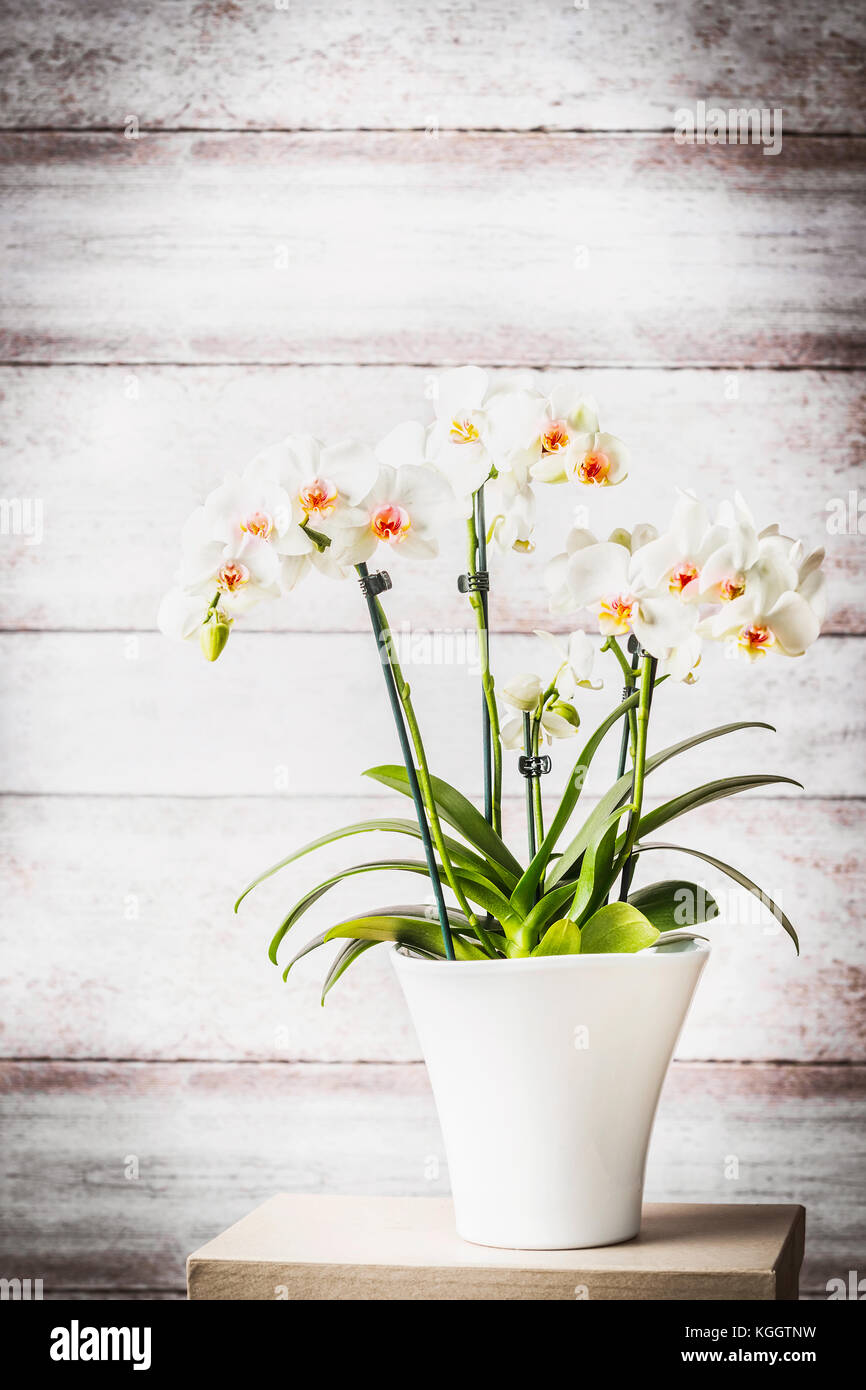 Lovely white red orchid plant in flowers pot at wooden wall background, front view. Stock Photo