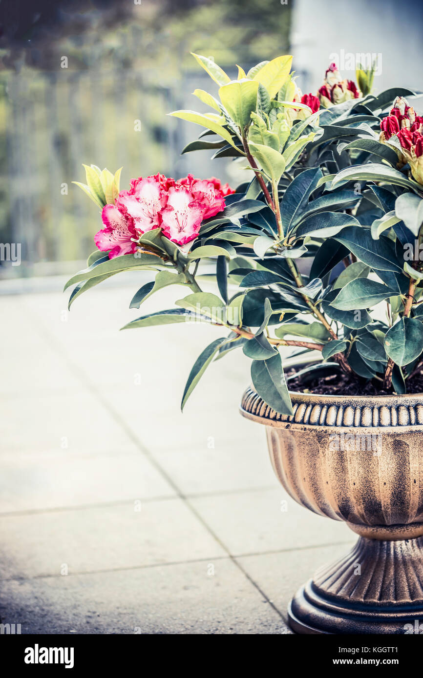 Pretty Rhododendron blooming in urn planter on terrace or balcony. Patio container gardening with Rhododendron , front view Stock Photo