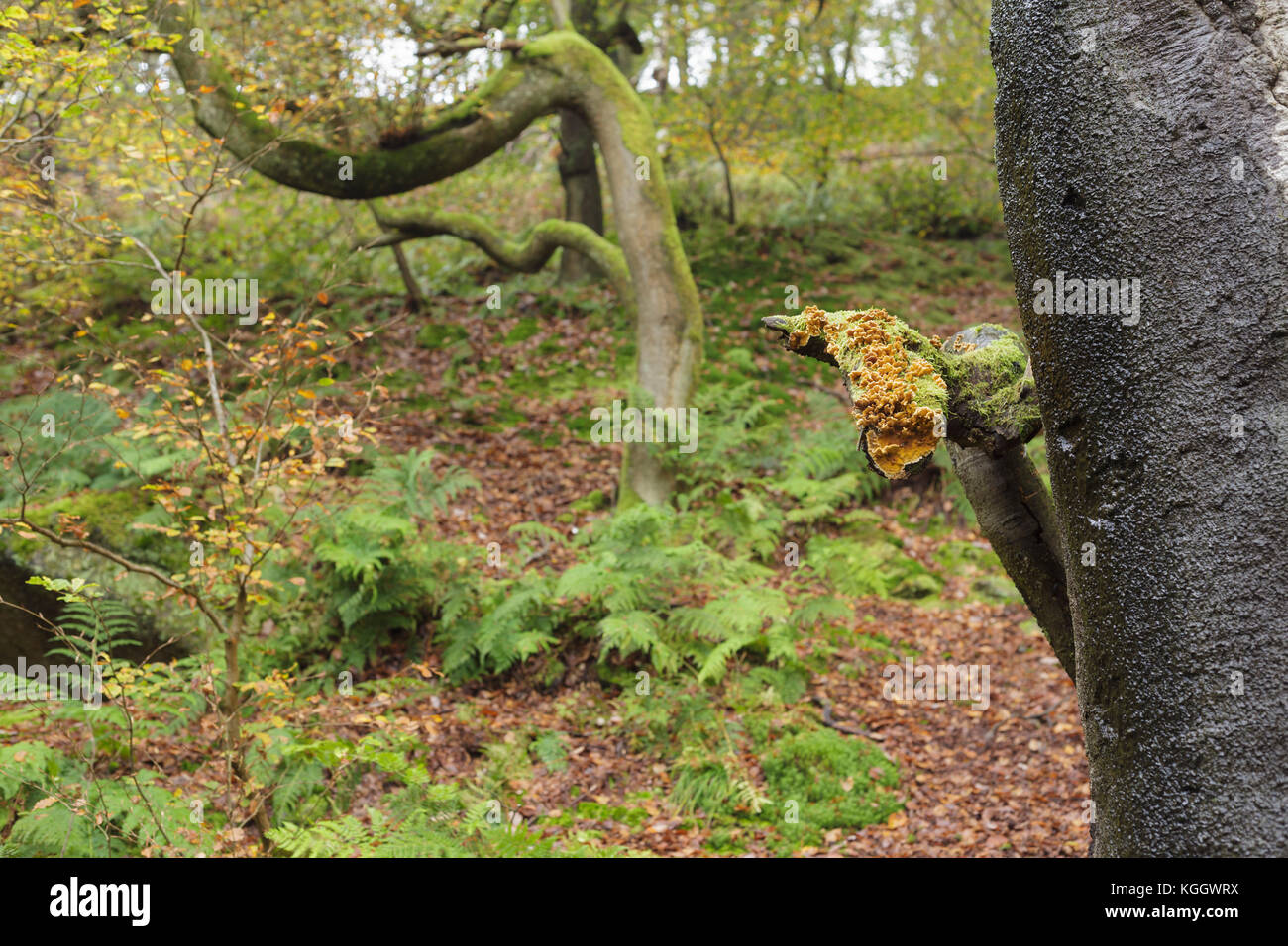 Fungi growing in woodland habitat, Hardcastle Crags, Heptonstall, West Yorkshire, England, October Stock Photo