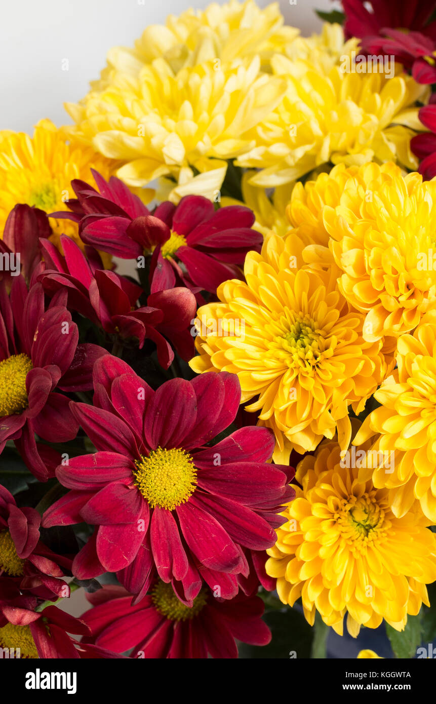 A colourful display of spray Chrysanthemum cut flowers indoors in the