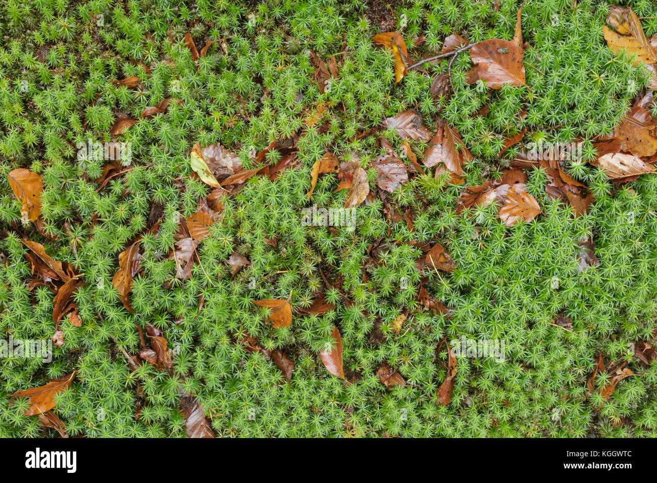 Fallen leaves and moss on woodland floor, Hardcastle Crags, Heptonstall, West Yorkshire, England, October Stock Photo