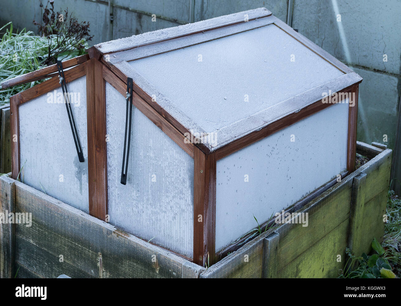 Lightweight cold frame  on top of raised wooden planter providing over-wintering protection for selected frost-tender plants Stock Photo