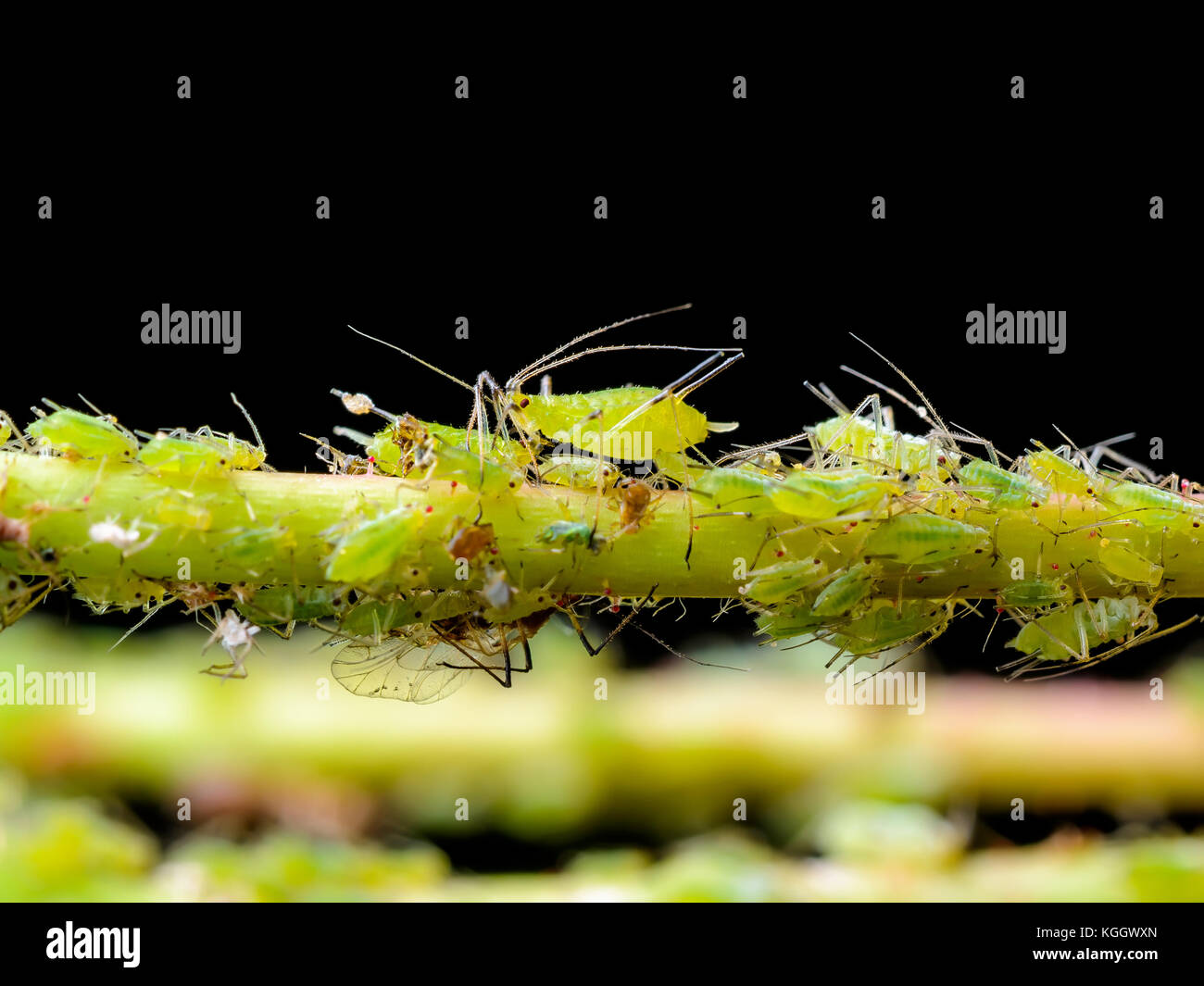 Aphid Colony on Green Twig on Dark Background Stock Photo
