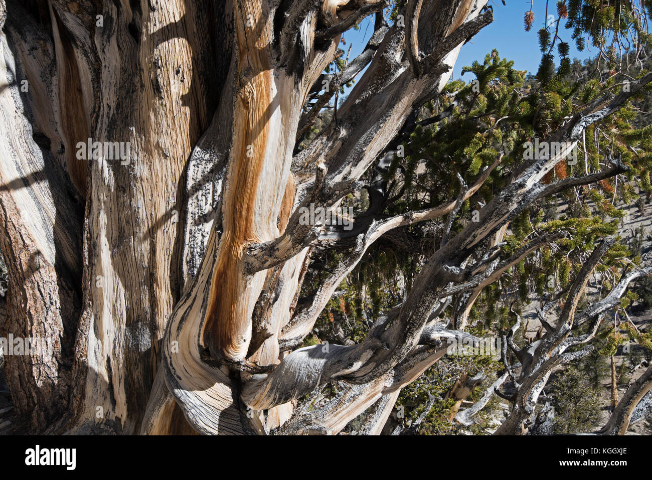 Bristlecone Pine, Ancient Bristlecone Pine Forest, Big Pine, CA, USA, White Mountains Stock Photo
