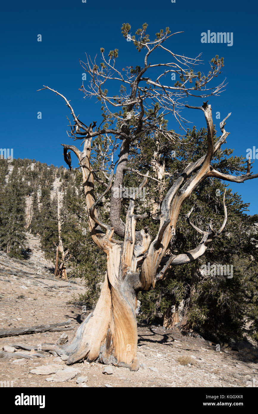 Bristlecone Pine, Ancient Bristlecone Pine Forest, Big Pine, CA, USA, White Mountains Stock Photo