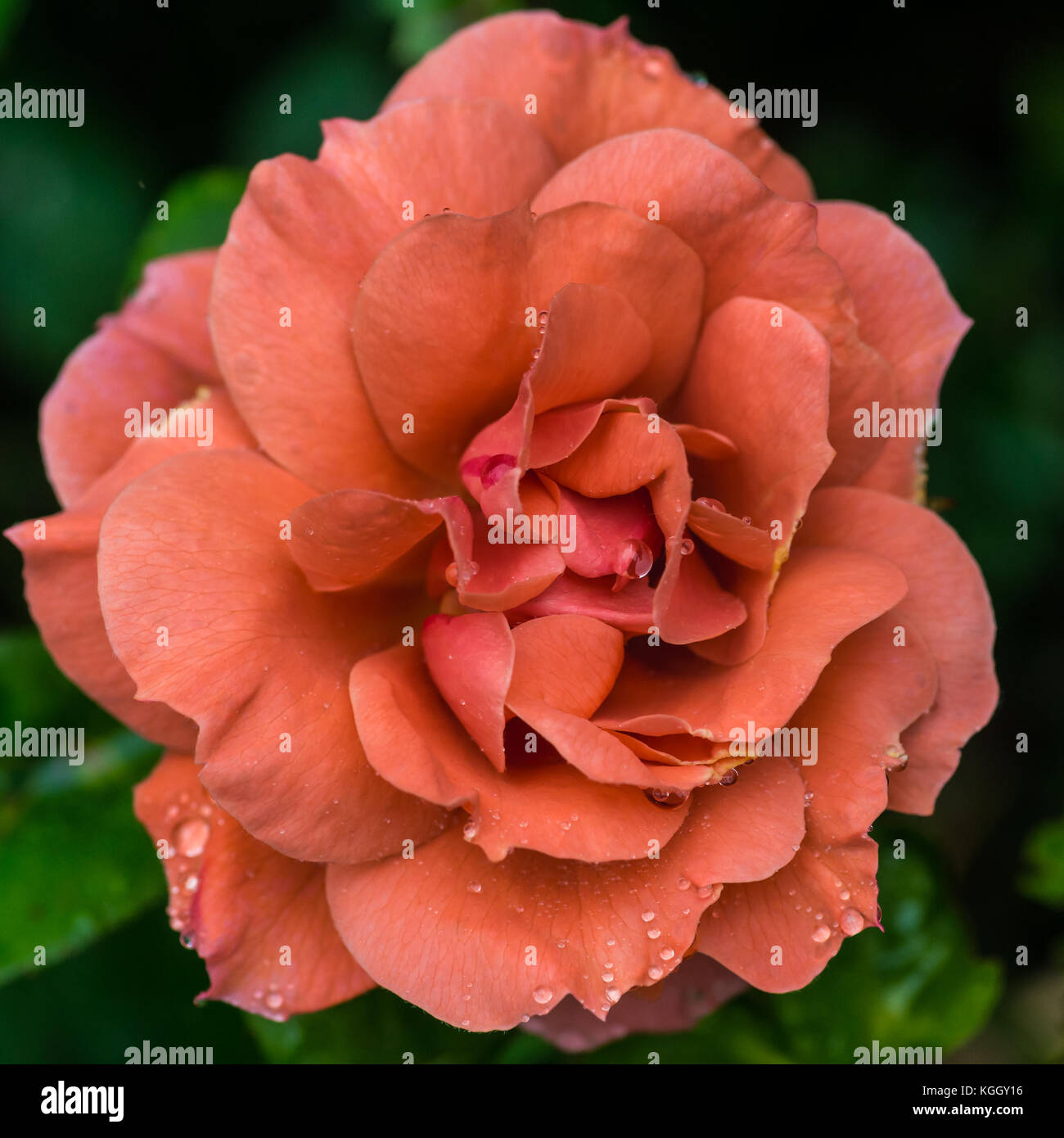 Rose the queen elizabeth hires stock photography and images Alamy