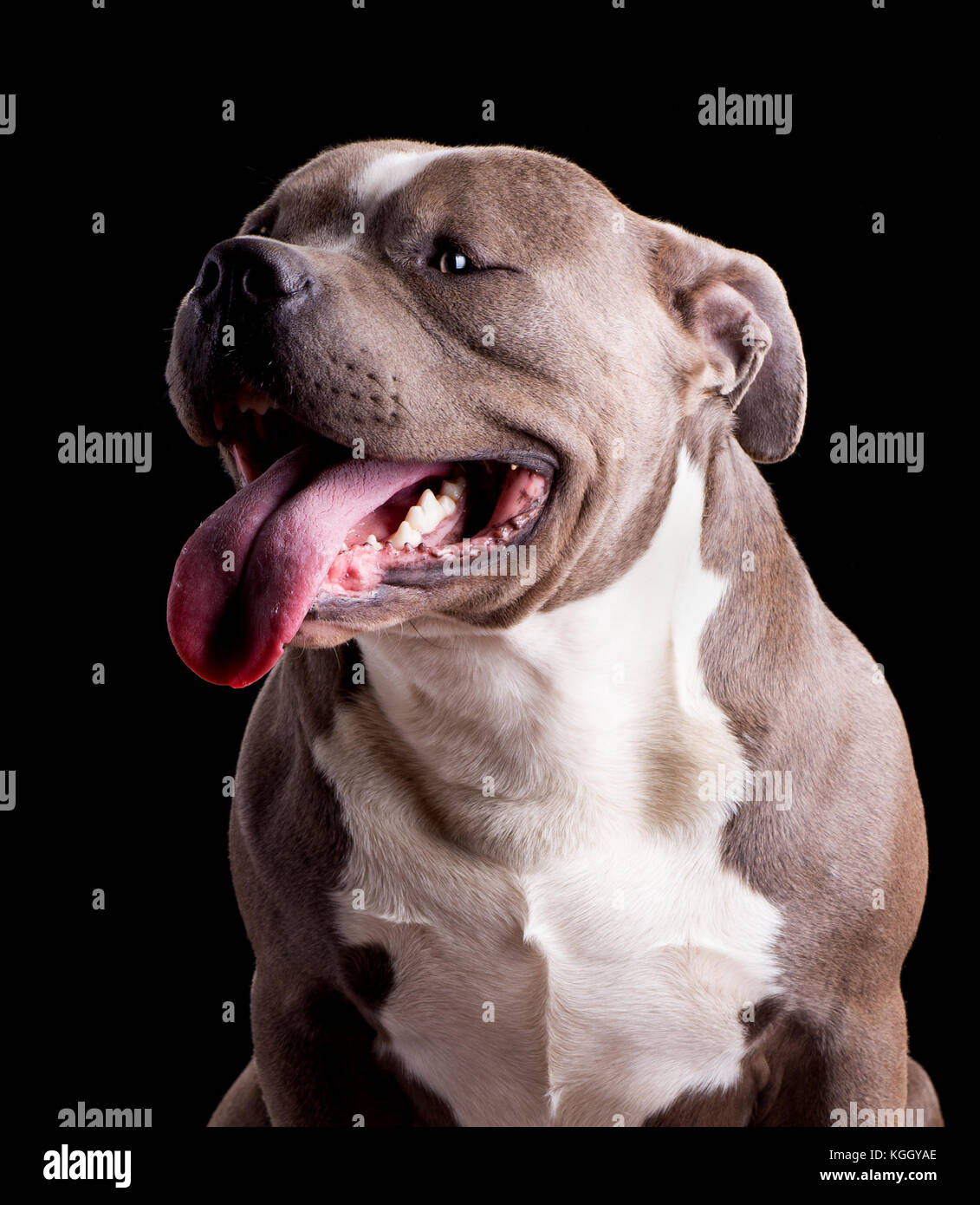 American bully dog hi-res stock photography and images - Alamy