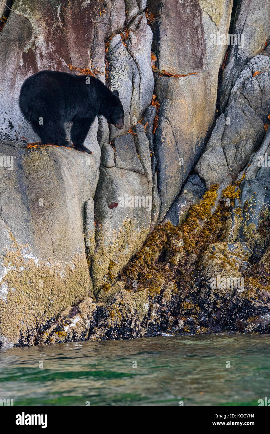 Black bear (Ursus americanus) standing along a cliff at low tide in Knight Inlet, beautiful British Columbia, Canada. Stock Photo