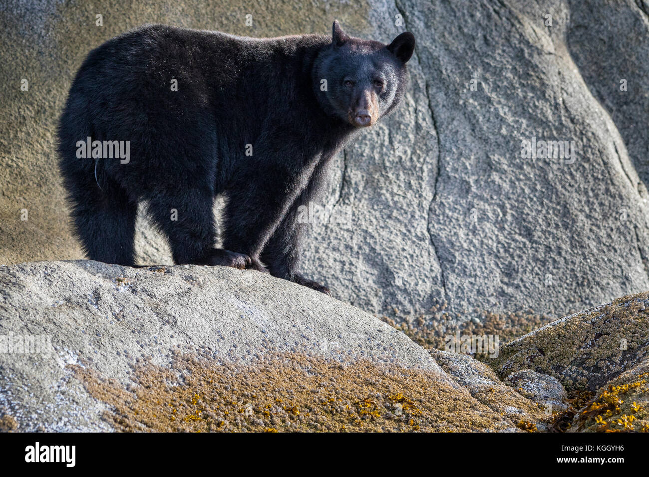 Black bear (Ursus americanus) standing along a cliff at low tide in Knight Inlet, beautiful British Columbia, Canada. Stock Photo