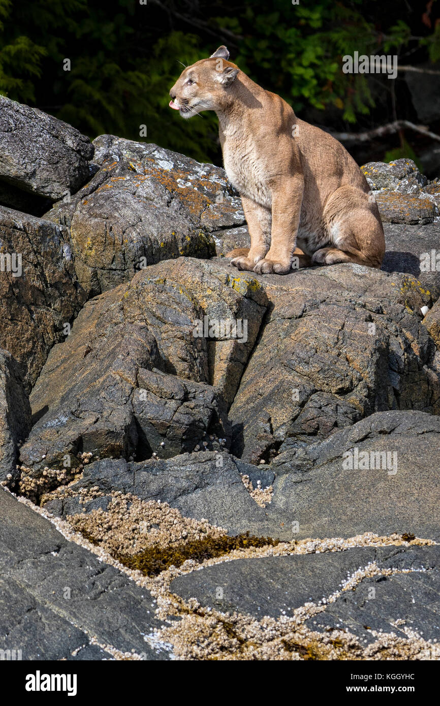 puma vancouver