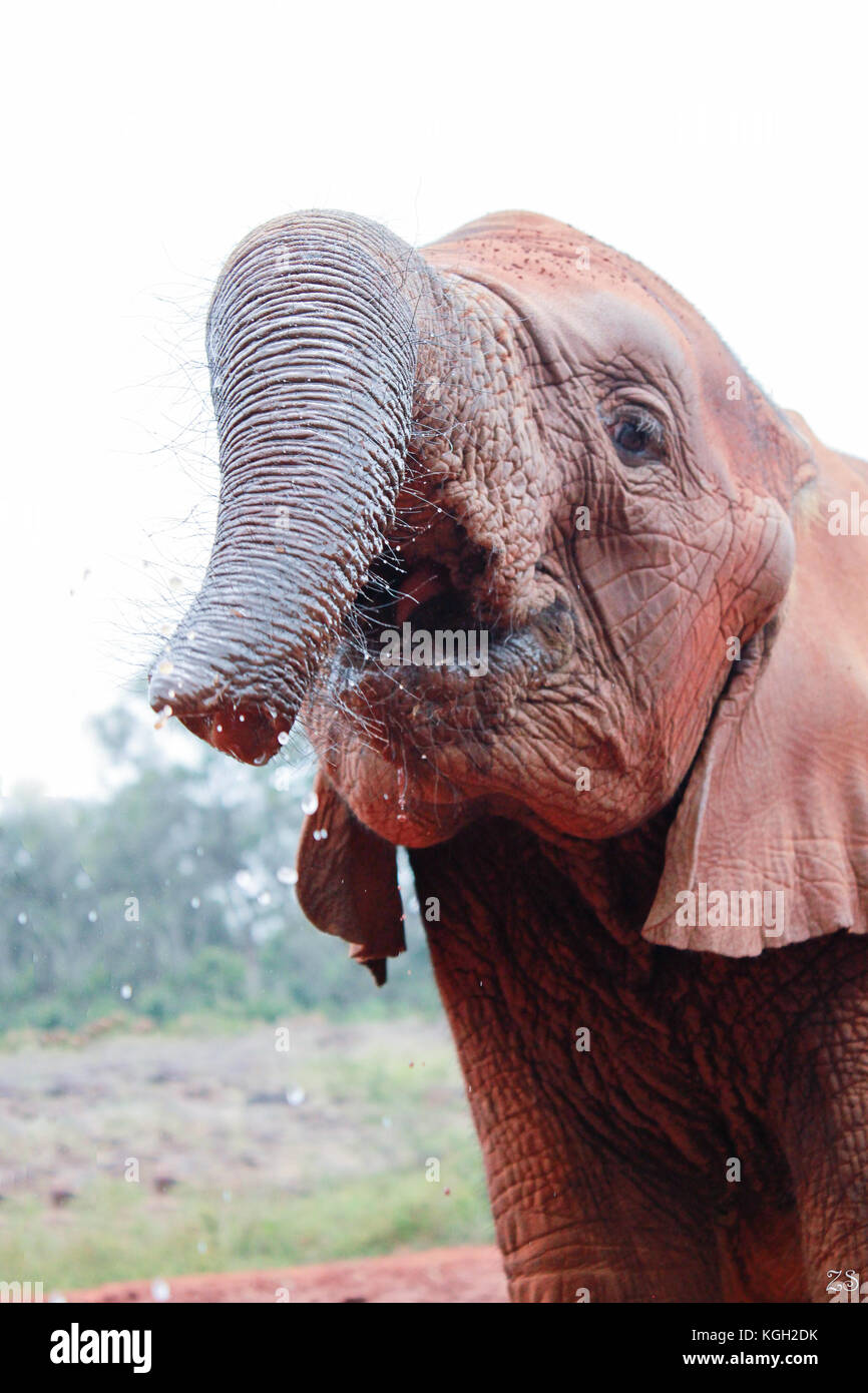 a baby orphan elephant in Sheldrick Elephant Orphanage, Nairobi, Kenya Stock Photo