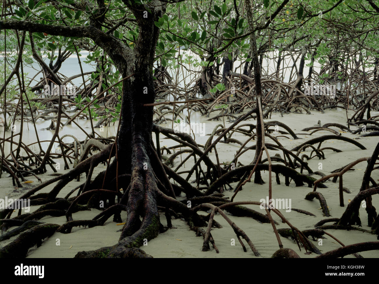 Stilt-rooted mangroves (Rhizophora stylosa), Cape Tribulation section, Daintree National Park, North Queensland, Australia Stock Photo