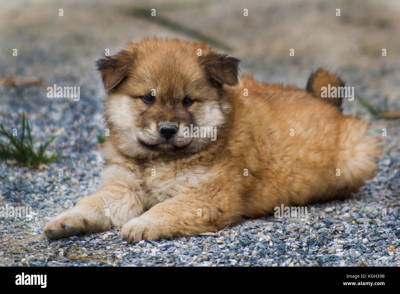 A playful mongrel puppy reclines on a gravel road in China Stock Photo