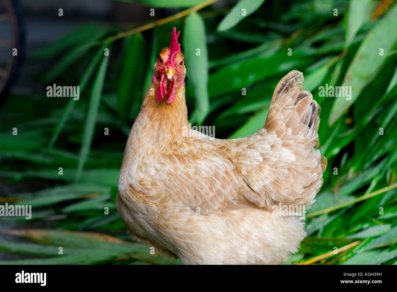 A chicken gazes fiercely into the camera. Stock Photo