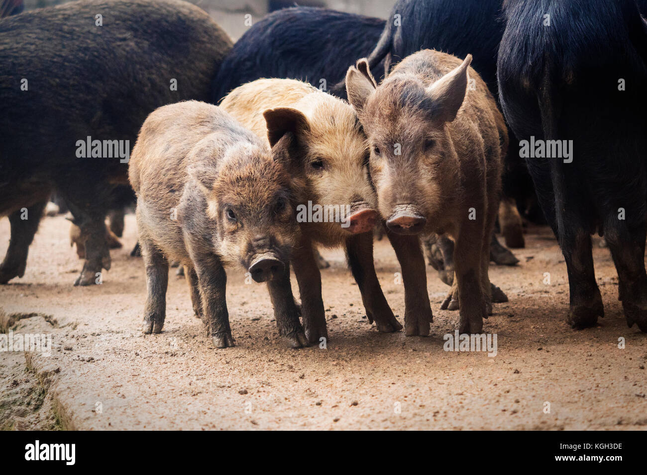 Piglets at feeding time on a organic farm in China. Stock Photo