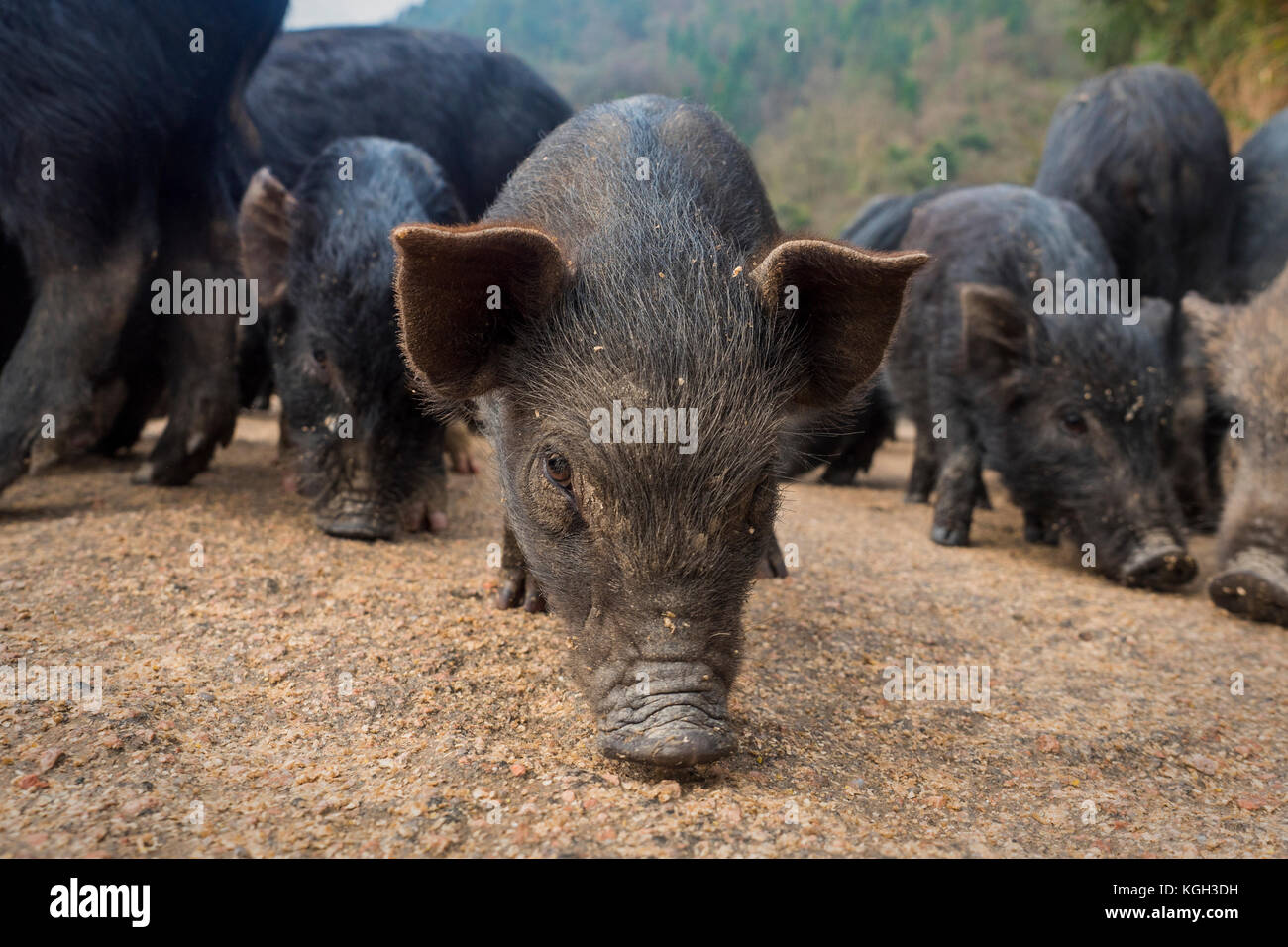Piglets at feeding time on a organic farm in China. Stock Photo