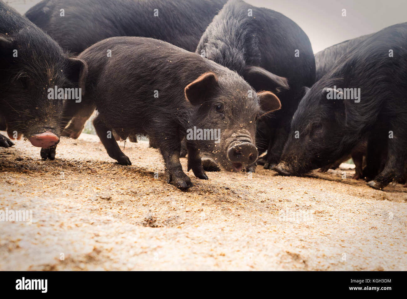 Piglets at feeding time on a organic farm in China. Stock Photo