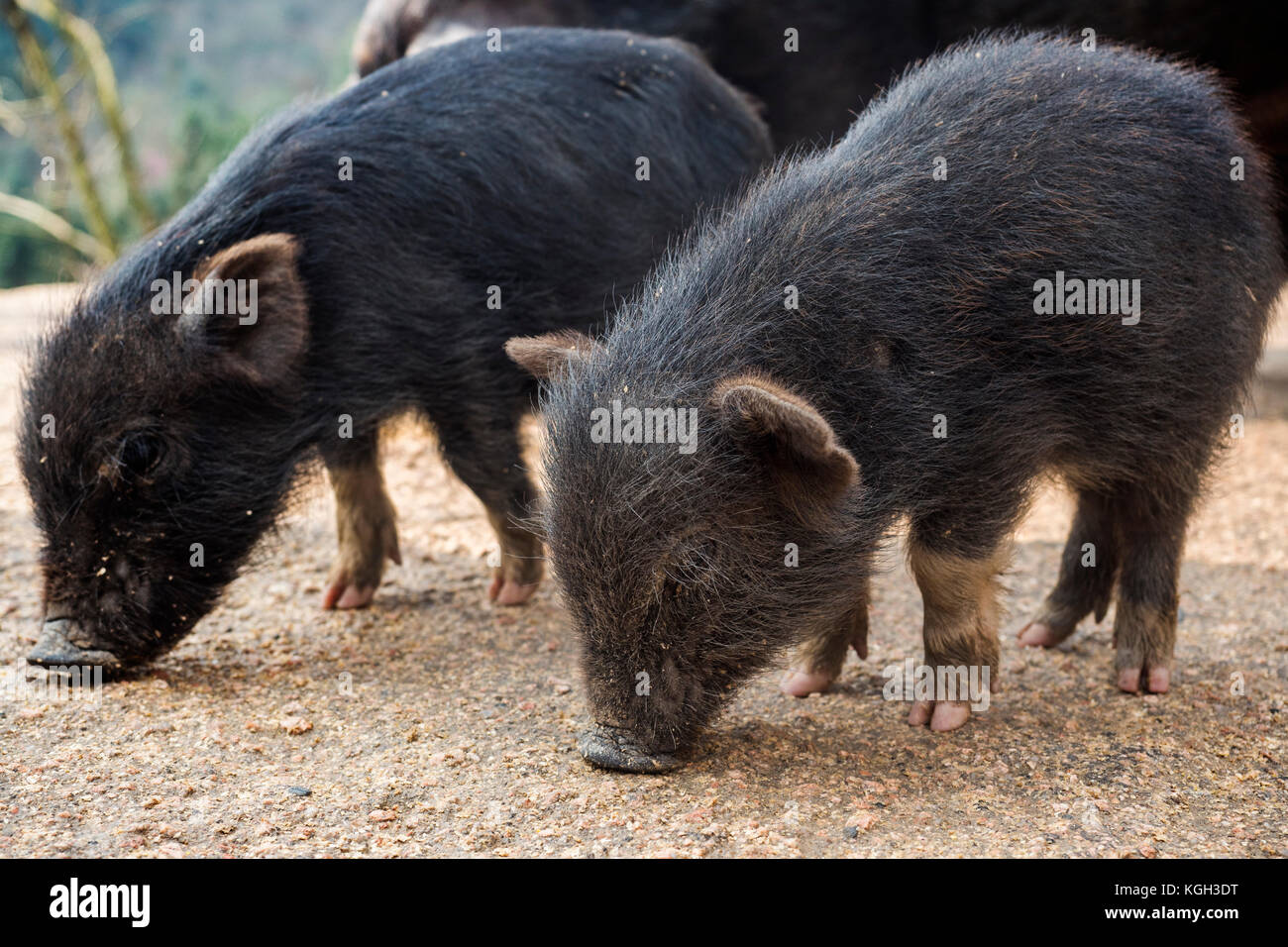 Piglets at feeding time on a organic farm in China. Stock Photo