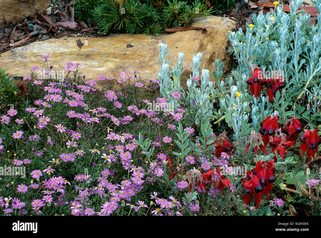 Sturt’s desert pea (Swainsona formosa), and Brachycome, in Australian rock garden. Australia Stock Photo