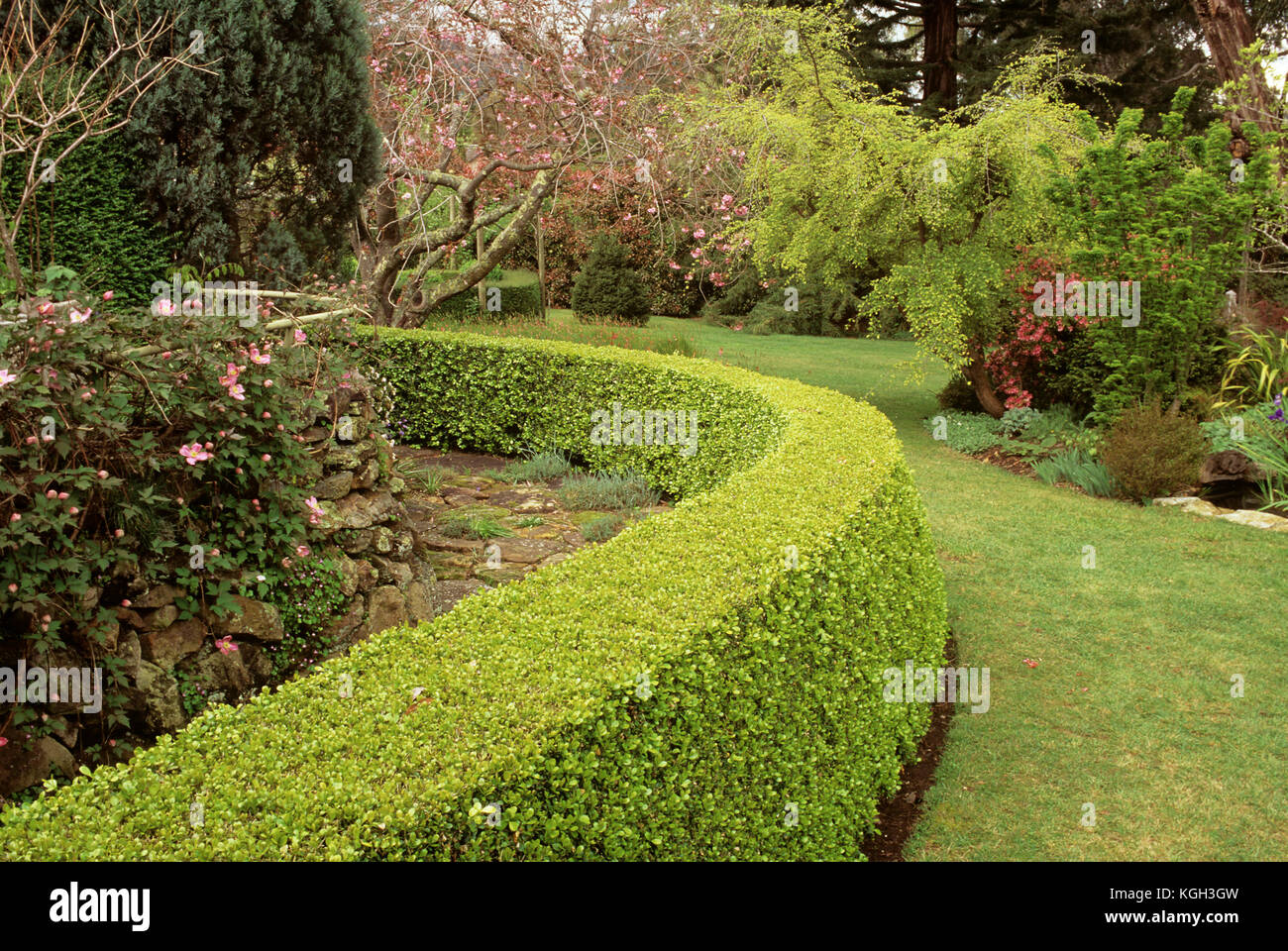 Japanese box hedge (Buxus japonica). Buskers End Garden, Bowral, New South Wales, Australia Stock Photo
