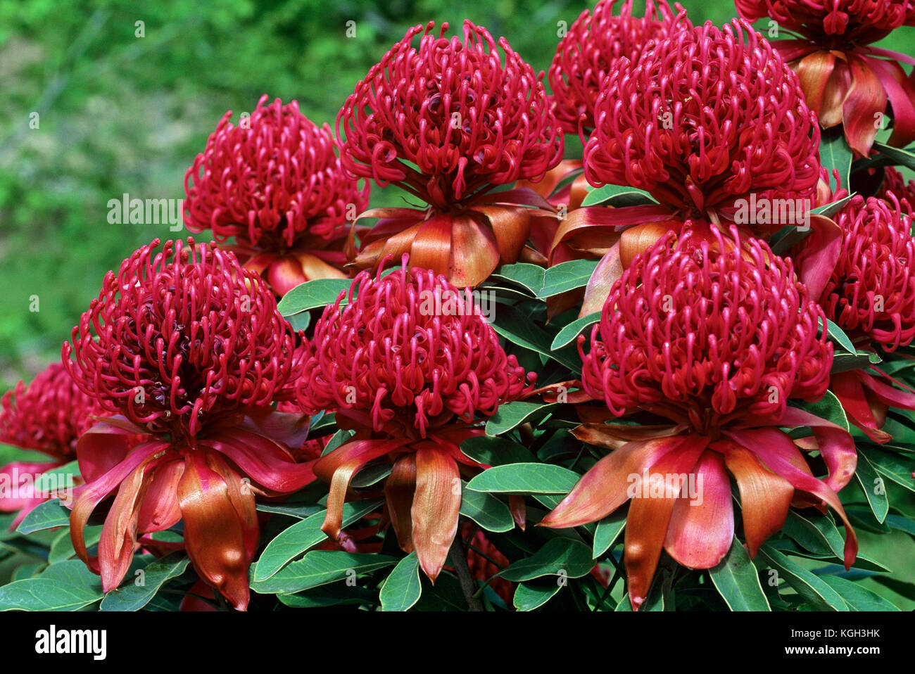 Native waratah telopea flowers australia hires stock photography and
