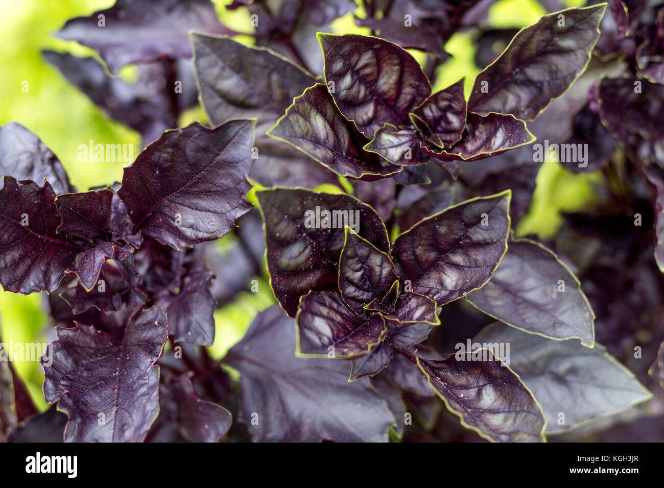 Bright purple basil in the garden. Top view Stock Photo - Alamy