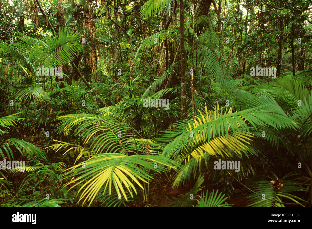 Lowland tropical rainforest by Noah Creek. Cape Tribulation section