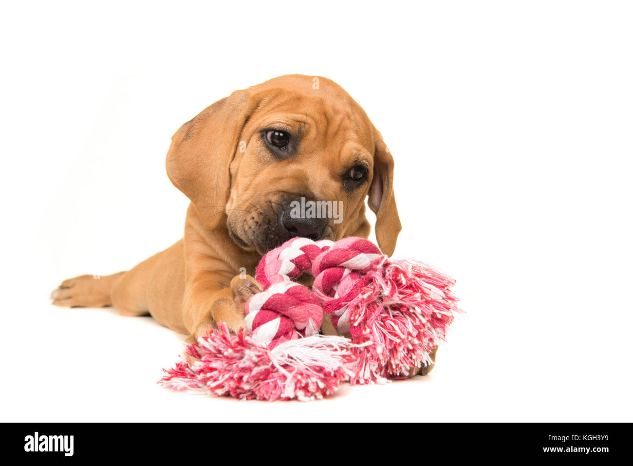 Cute boerboel or South African mastiff puppy lying down chewing on a pink and white woven rope toy on a white background Stock Photo