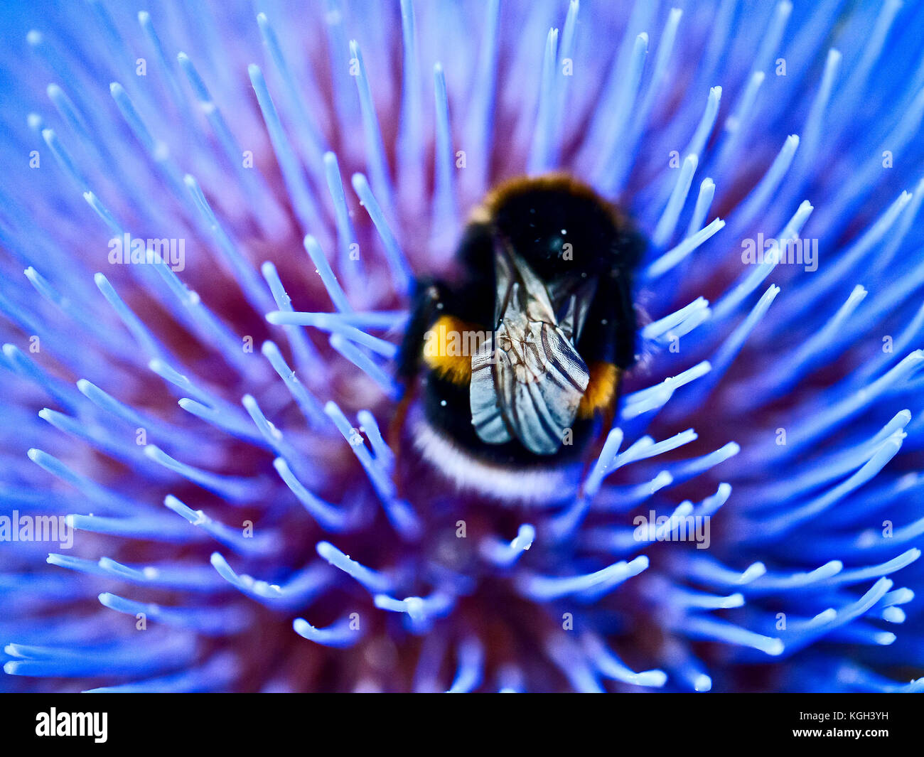 Honey bee hunting for pollen in an artichoke Stock Photo