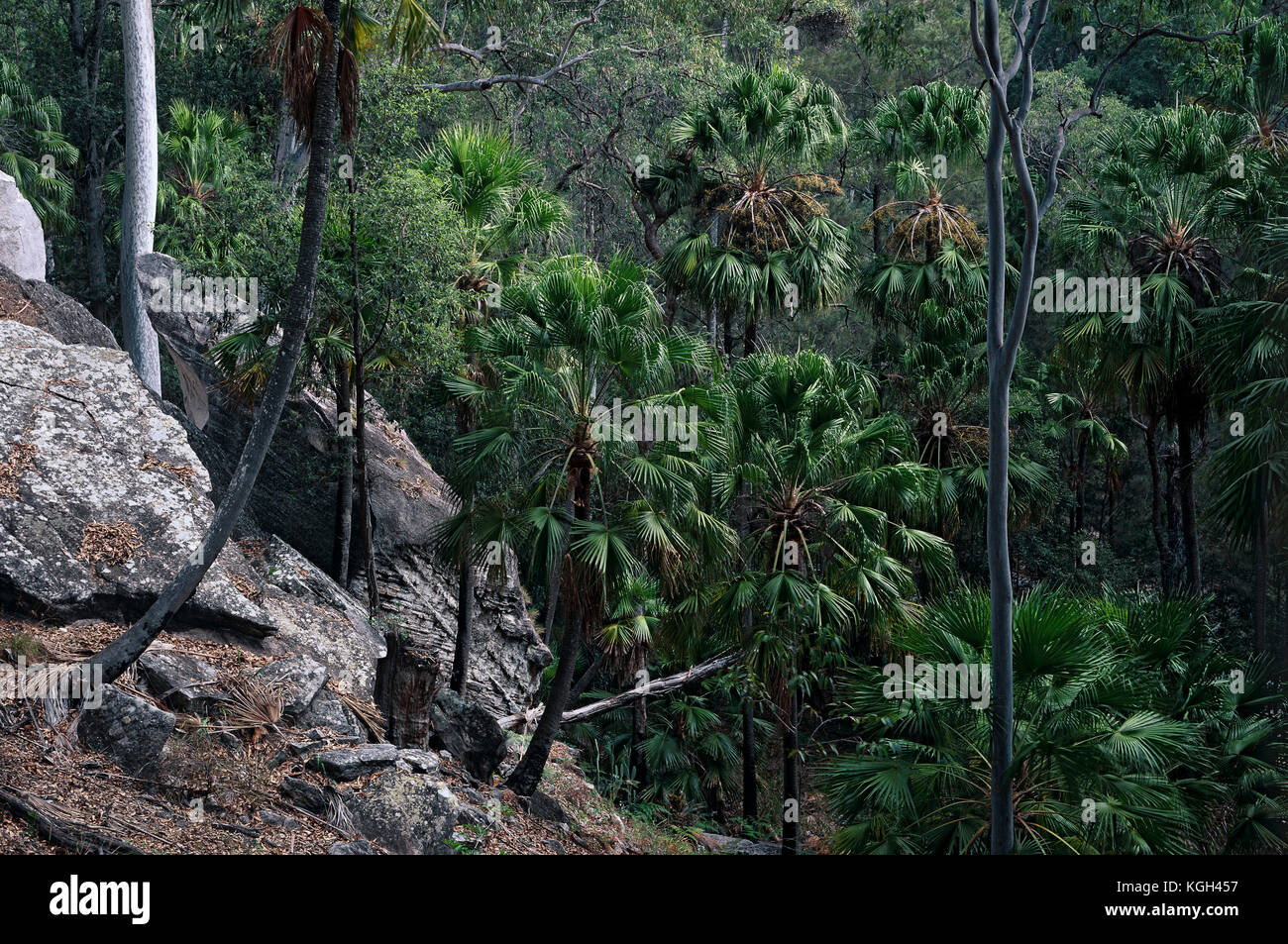 Carnarvon palms (Livistona nitida). A rare species, distribution