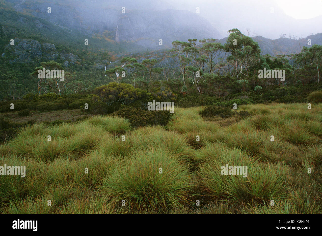 Field of Button grass (Gymnoschoenus sphaerocephalus), under mist