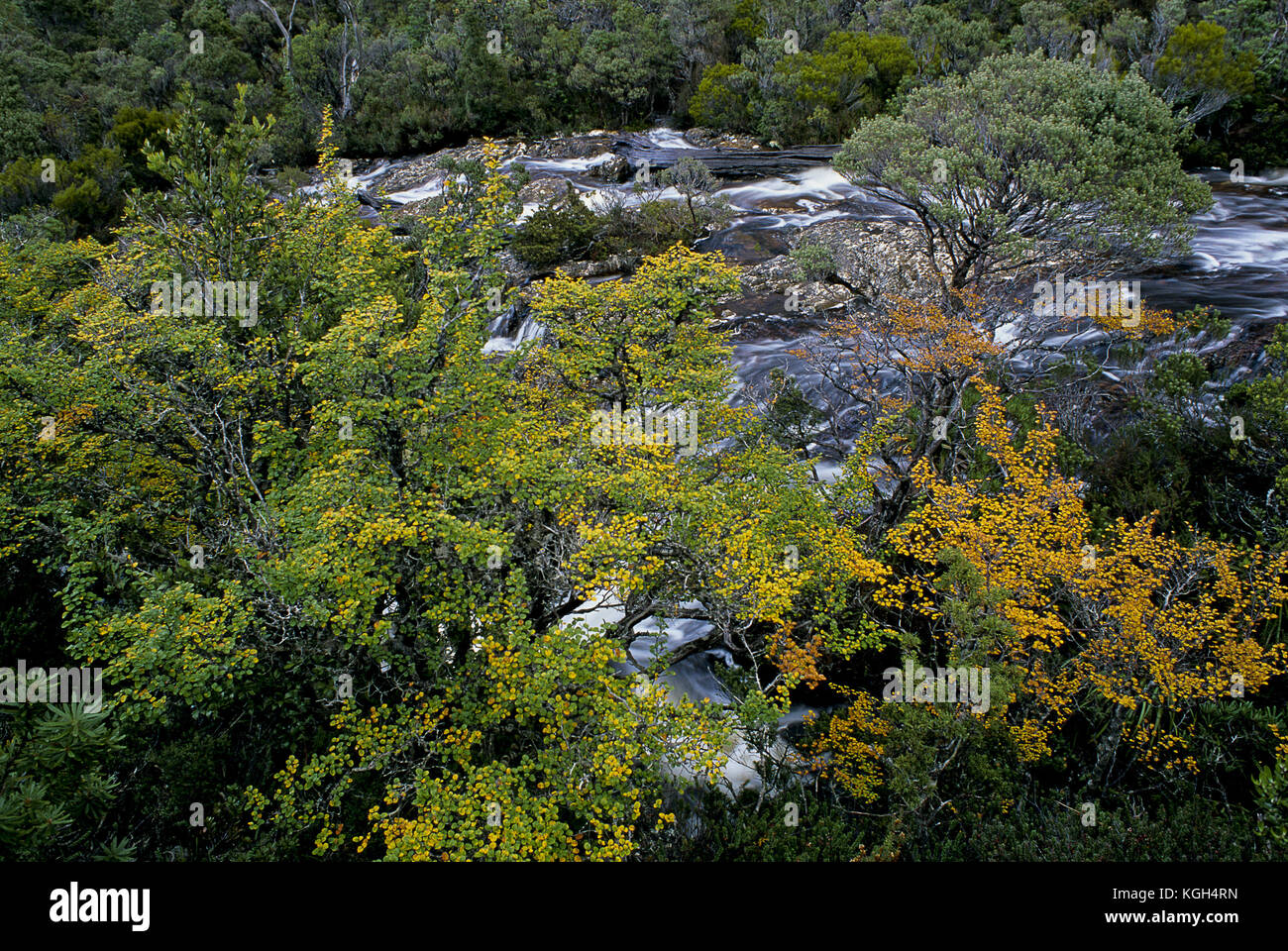 Deciduous beech (Fuscospora gunnii) in autumn colour. Cradle Mountain-Lake St Clair National Park, Tasmania, Australia Stock Photo