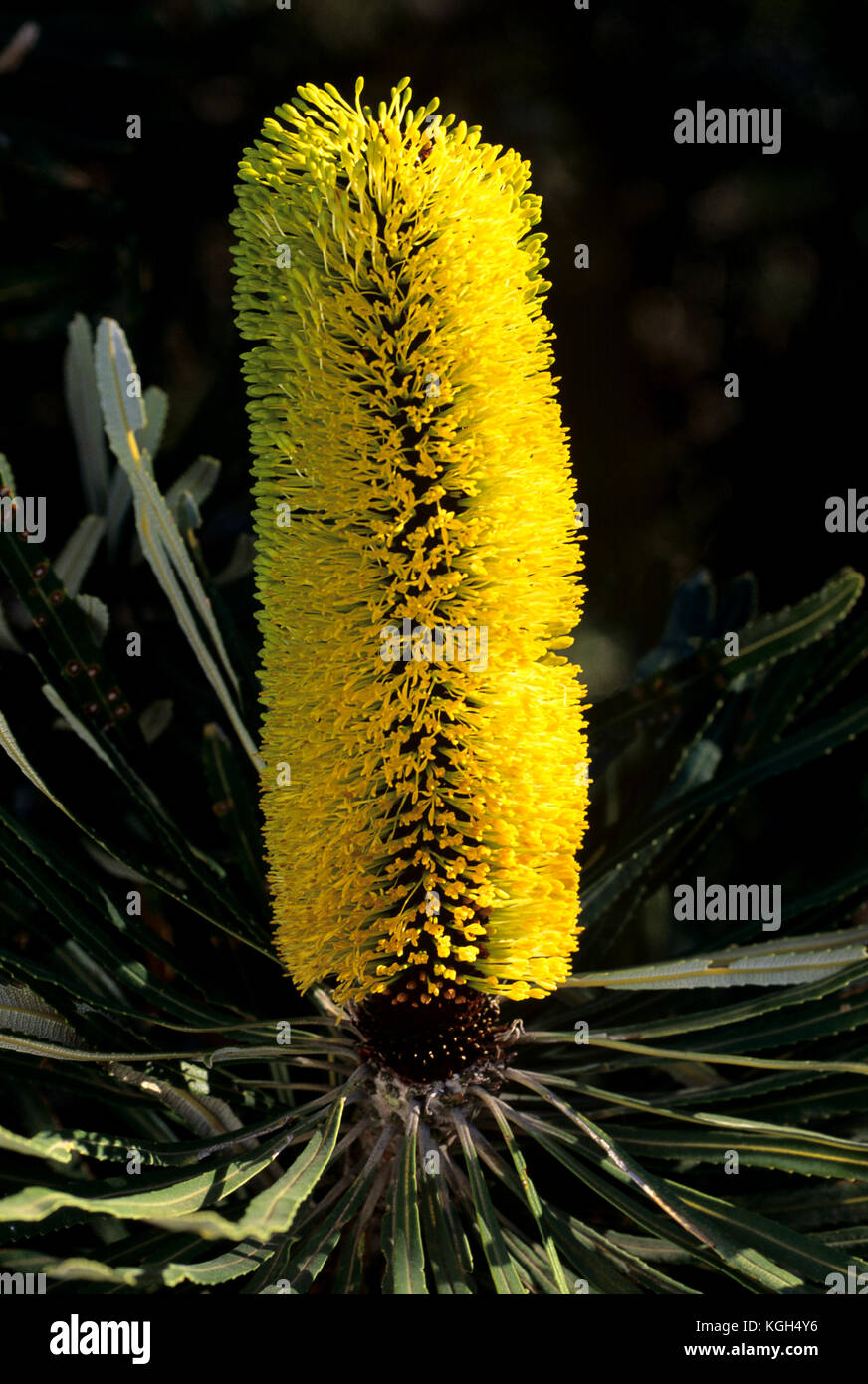 Slender banksia (Banksia attenuata), flower spike. Stirling Range National Park, Western Australia Stock Photo