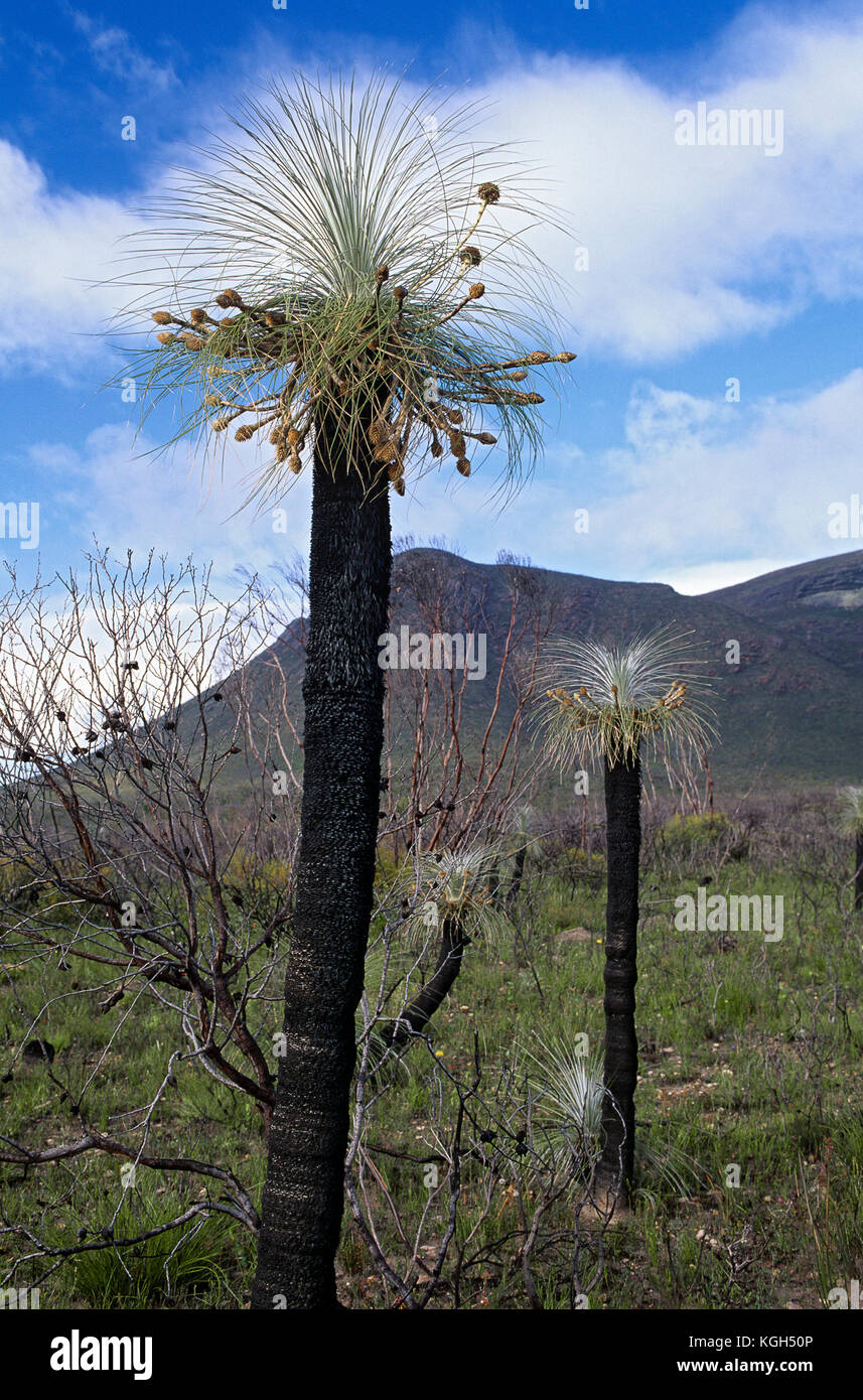 Kingias (Kingia australis), looks a little like a grass tree but is not related. Stirling Range National Park, Western Australia Stock Photo