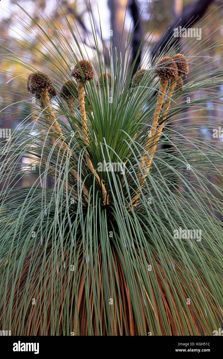 Kingias (Kingia australis), looking a little like a grass tree but not related. Between Perth and Albany, Western Australia Stock Photo