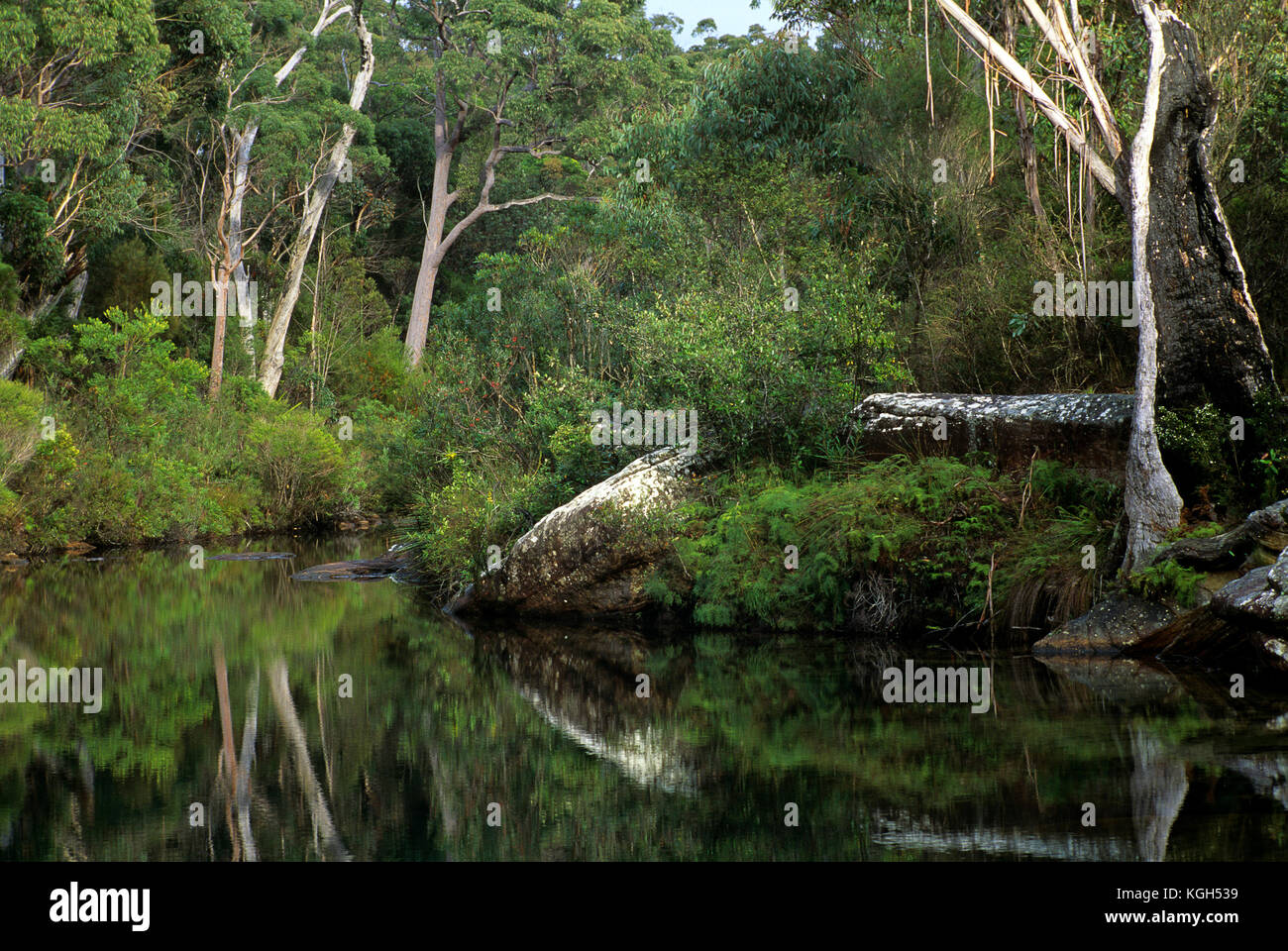 Karloo Creek with typical Sydney sandstone woodland, Royal National Park, New South Wales, Australia Stock Photo