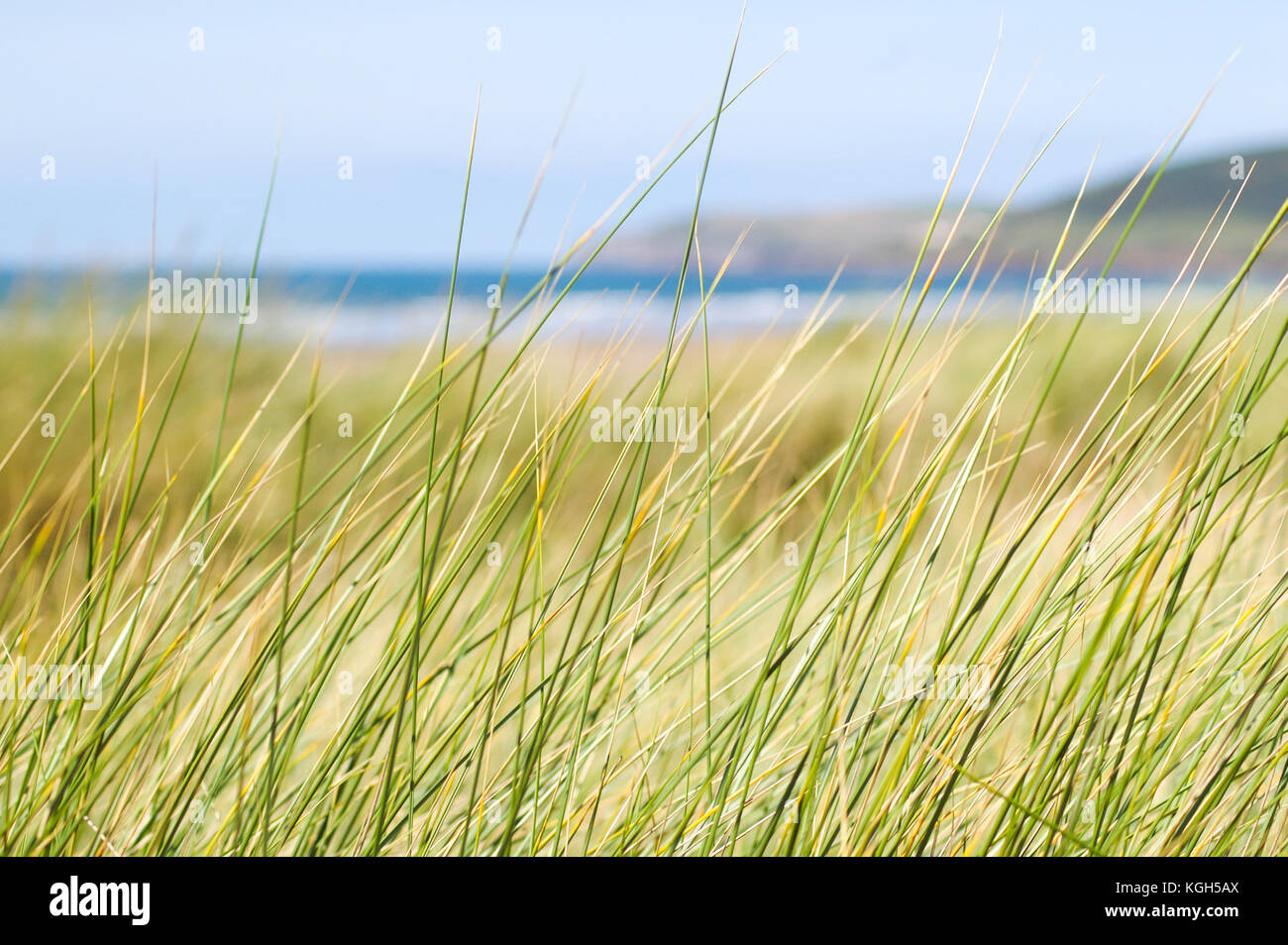 Beach grass frames the beach and sea horizon. A crest of waves and the deep blue of the sea resting in the background Stock Photo